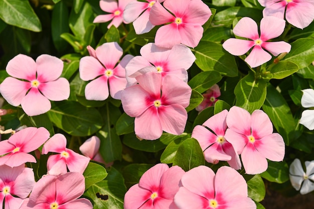 Catharanthus Roseus or Vinca flower pink white Vinca flower in garden