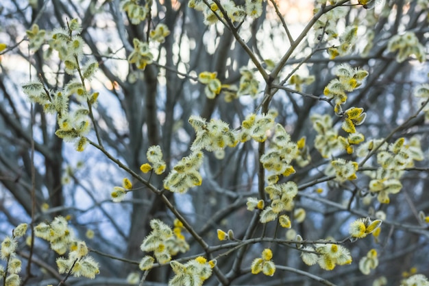 Catkins on a shrub in the nature during hiking in the spring