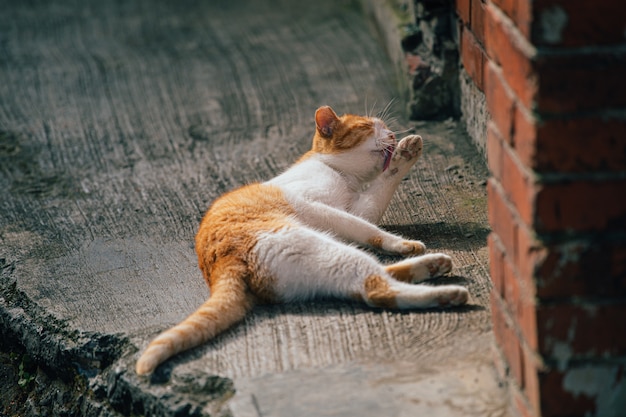 Cats are cleaning the body.