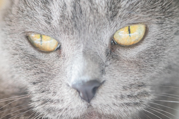 Photo cats eye macro space in the eyes of a cat