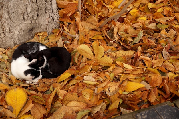 Cats and fall