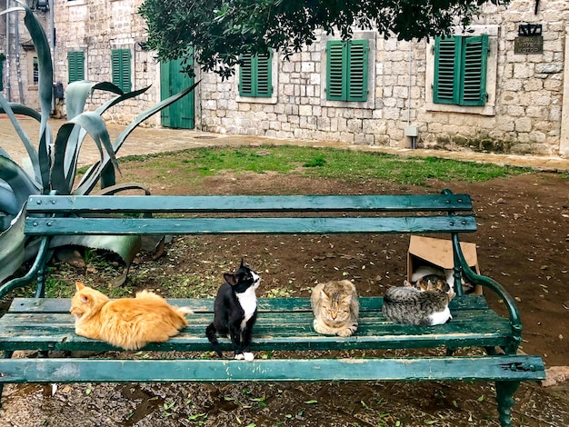 Cats of kotor cute cats on the street of kotor old town montenegro