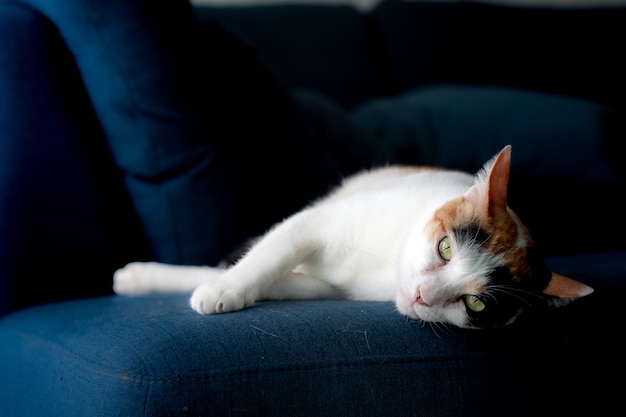 Cats lie on a blue couch and are staring at my camera.