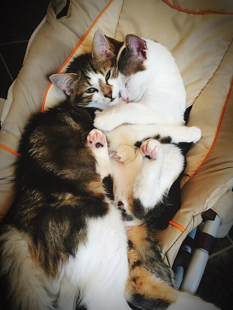 Photo cats lying down on blanket at home