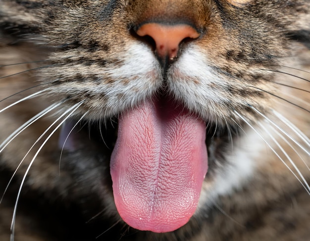 Photo cats tongue closeup a detailed look at the spiky surface