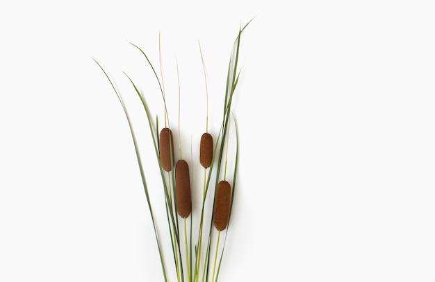 Cattail branch isolated on white background top view place for text