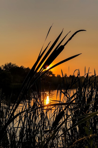 Cattail plant silhouette against orange sunset sky