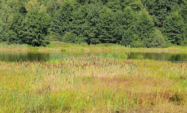 Cattail Typha on a forest lake on a Sunny summer morning Moscow region Russia