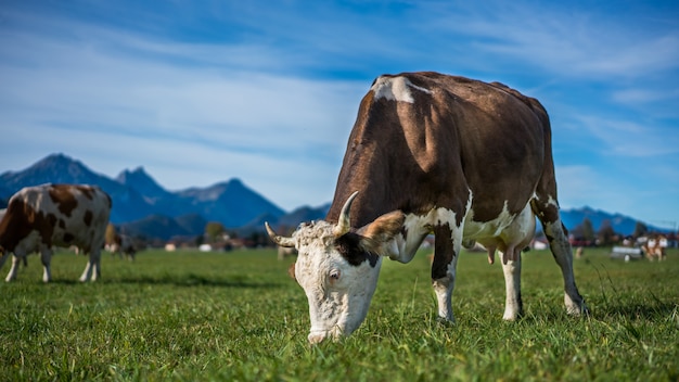 Cattle Cows In Green Grass Pasture With Mountain View Background