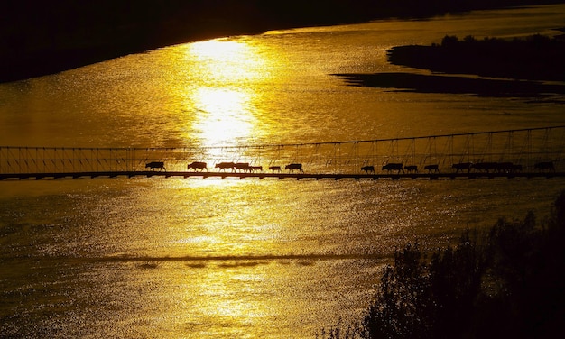 The cattle cross the drawbridge golden hour scene scenery in Xinjiang China