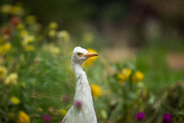 Cattle Egret or  bubulcus Ibis in its natural environment in public park in Hyderabad India