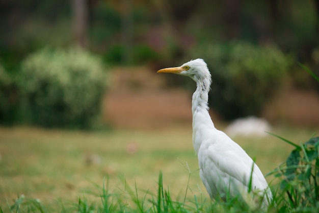 Cattle Egret or  bubulcus Ibis in its natural environment in public park in Hyderabad India