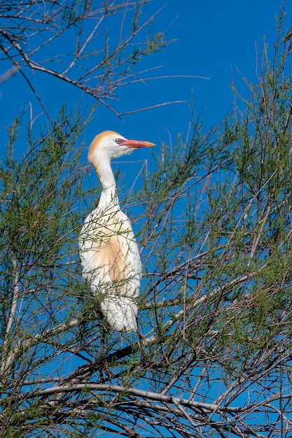 Cattle egret (Bubulcus ibis) Malaga, Spain