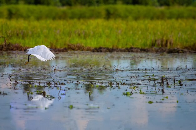 Cattle Egret (Bubulcus ibis) .Rice cultivation with Cattle Egret 