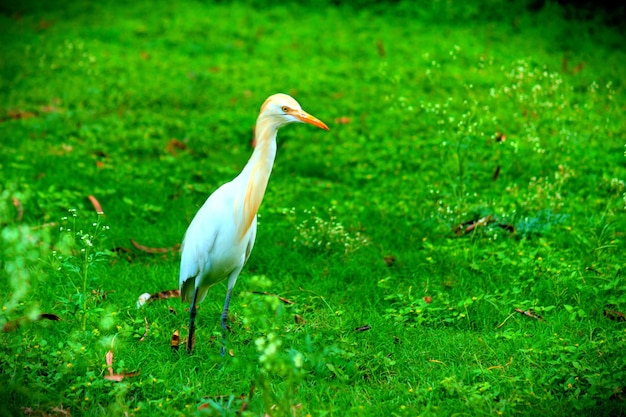 Cattle egret in the garden in its natural habitat