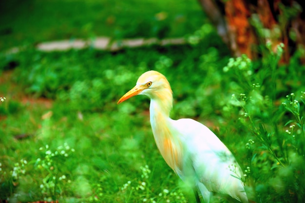 Cattle egret in the garden in its natural habitat