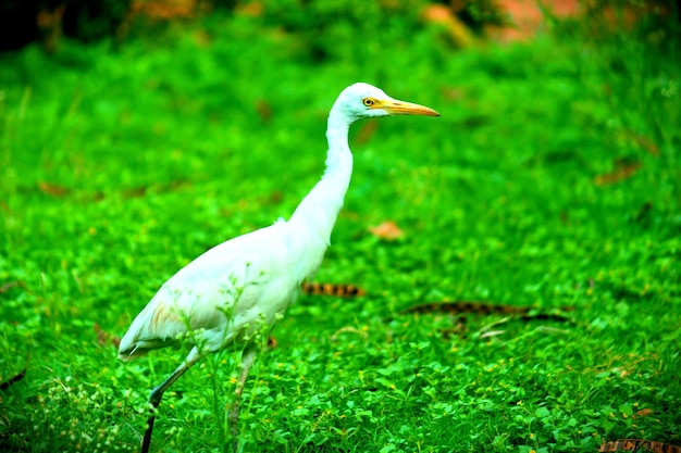 Cattle egret in the garden in its natural habitat