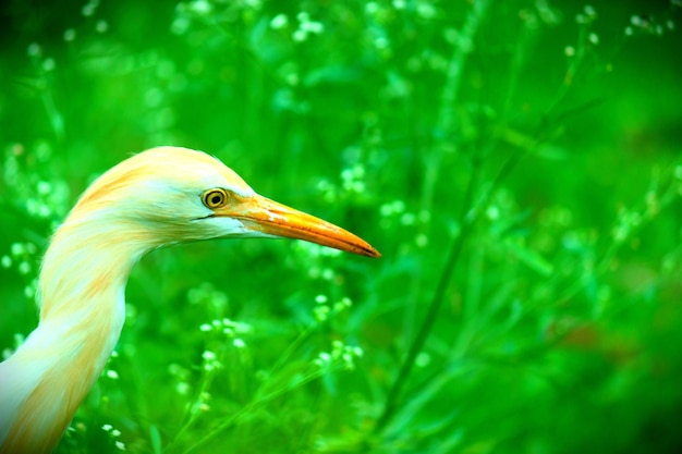 Cattle egret in the garden in its natural habitat