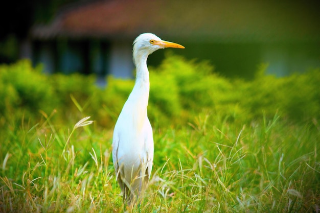 Cattle egret in the garden in its natural habitat