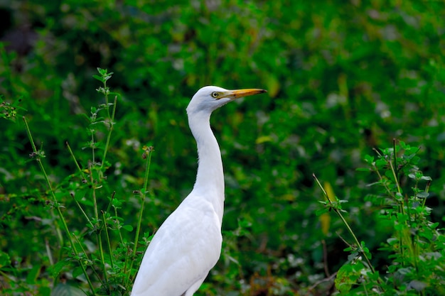 Cattle Egret or Heron known as the bubulcus Ibis Standing Firmly near the plants for insects