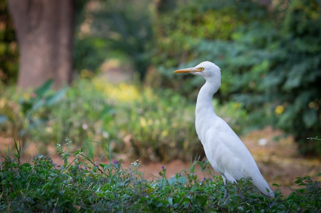 Cattle Egret in its Natural Habitat