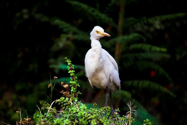 Cattle Egret or known as the bubulcus Ibis Standing Firmly near the plants for insects and pest