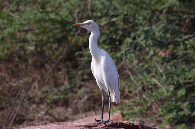 Cattle egret perched on a rock