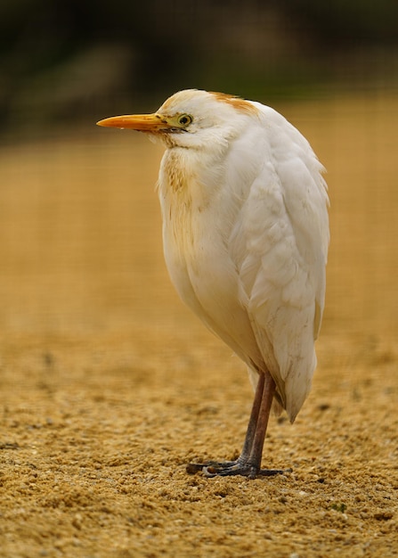 Cattle egret