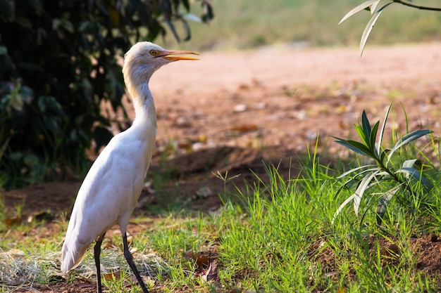 Cattle Egret