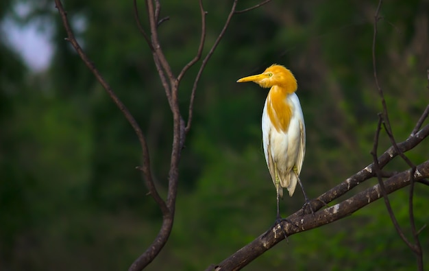 Cattle Egret