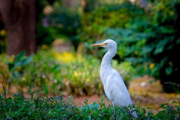 Cattle Egret