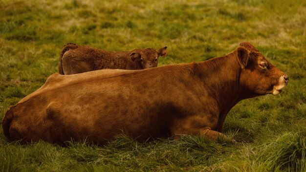 Photo cattle in a field