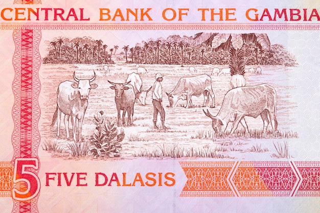 Cattle from Gambian money