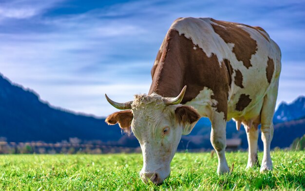 Cattle In Grazing Field