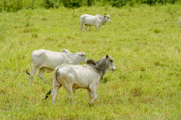 Cattle Herd of cattle grazing in the State of Paraiba Northeast Region of Brazil