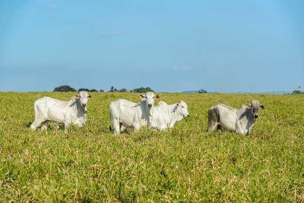 Cattle Herd of Nelore cattle in the Northeast Region of Brazil Livestock