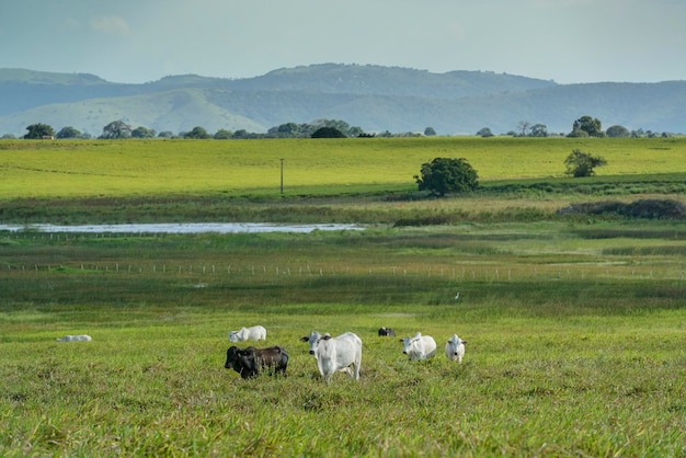 Cattle Herd of Nelore cattle in the Northeast Region of Brazil Livestock