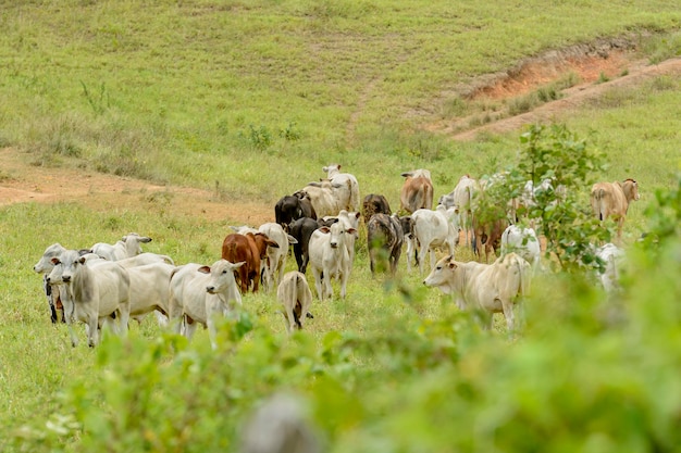 Cattle Herd of Nelore cattle in the Northeast Region of Brazil Livestock