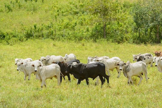 Cattle Herd of Nelore cattle in the Northeast Region of Brazil Livestock