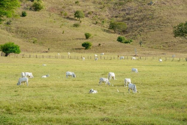 Cattle Herd of Nelore cattle in the pasture Brazilian livestock