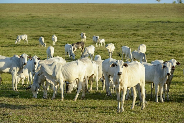 Cattle Herd of Nelore cattle in the pasture in the late afternoon Brazilian livestock