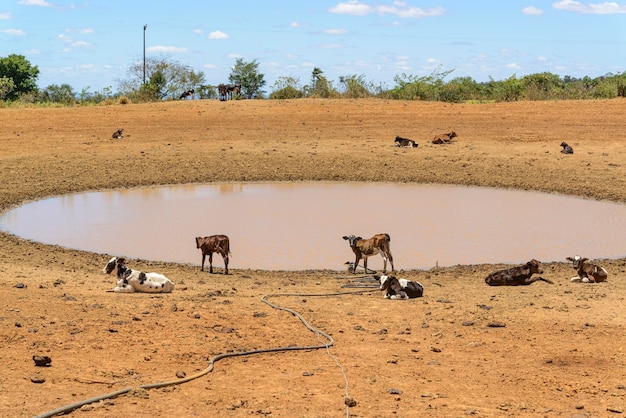 Cattle looking for water in a muddy well due to drought in Pernambuco Brazil Climate change