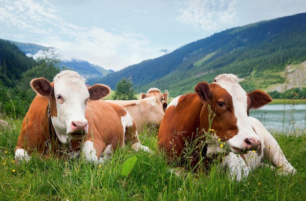 Cattle on a mountain pasture. Brown cows on austrian alp, Austria