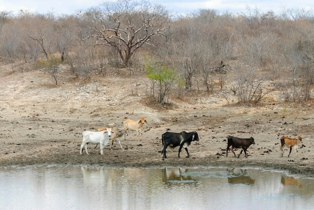 Cattle in a muddy lake in the dry season in the Caatinga biome in Lastro Paraiba Brazil