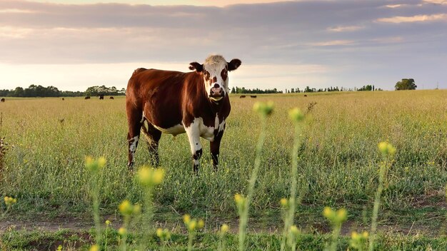 Cattle in pampas countryside La Pampa Argentina