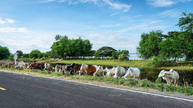 Cattle raising Thai Brahman on the Roadside in rural Thailand