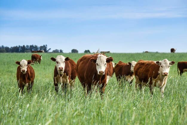 Cattle raising with natural pastures in Pampas countryside La Pampa ProvincePatagonia Argentina