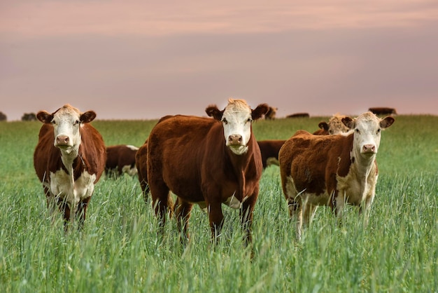 Cattle raising with natural pastures in Pampas countryside La Pampa ProvincePatagonia Argentina