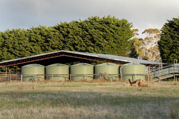 Photo cattle yards on farm with a roof with plastic water tanks around them in australia