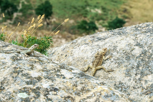 Caucasian agama on a rock